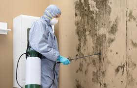 Best Mold Damage Restoration  in Brock Hall, MD